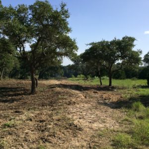  Land Clearing | Tree clearing | Cedar clearing | Tree removal | Cedar removal | Road Building | Pad site building | Rv pad site building | Trailer home pad site building | Barn pad site building