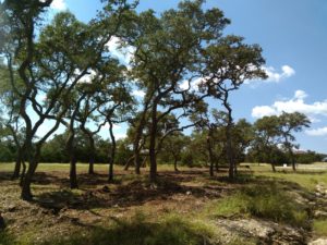  Land Clearing | Tree clearing | Cedar clearing | Tree removal | Cedar removal | Road Building | Pad site building | Rv pad site building | Trailer home pad site building | Barn pad site building