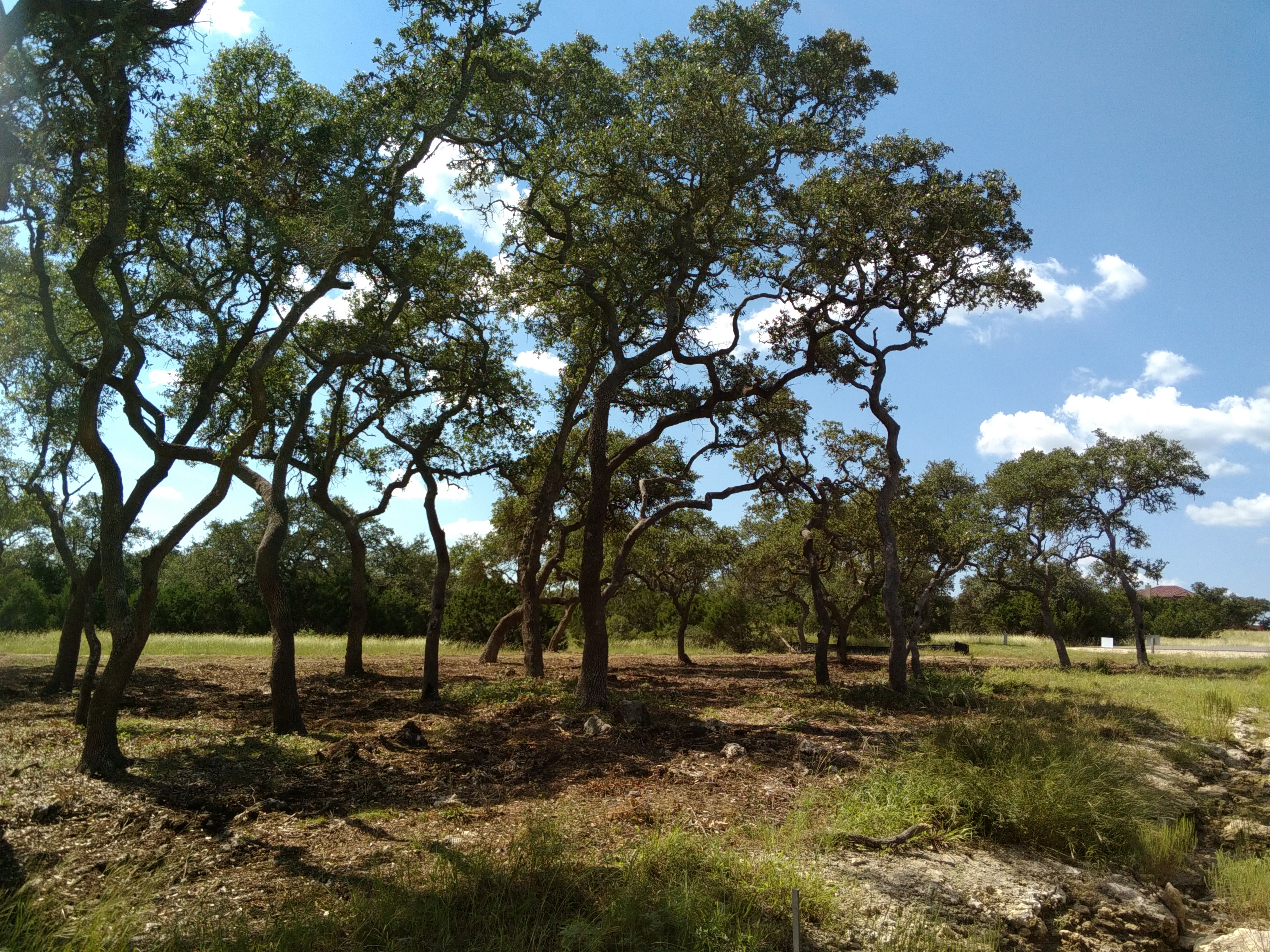 7-4-1-finished-results-land-clearing-lot-tree-cutting-trenching-rock ...