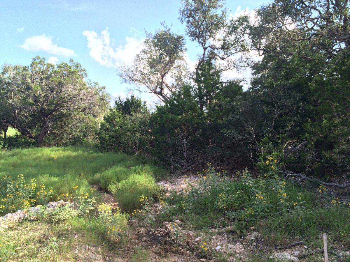 Before & After Gallery | Hill Country Land Prep